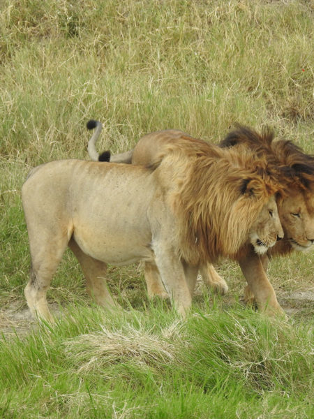 Serengeti – Relationships Matter