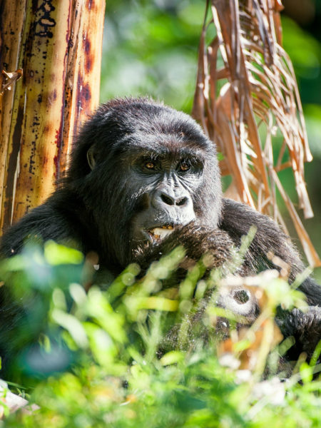Rwanda – Monkey Management