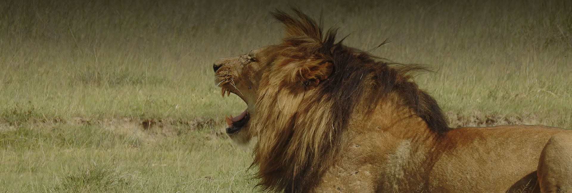 Uncovering Secrets of the Big Cats – Serengeti