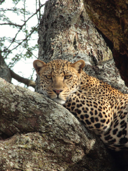 Serengeti – Uncovering Secrets of the Big Cats